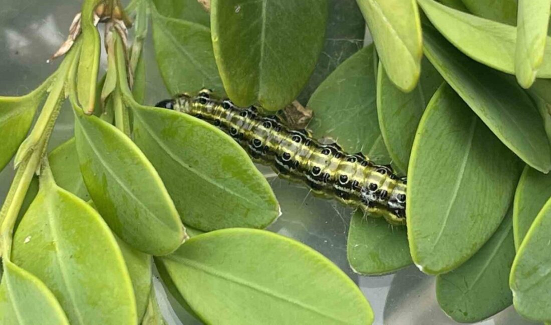 Artvin’deki şimşir ağaçlarını ciddi şekilde etkileyen şimşir güvesine karşı biyolojik