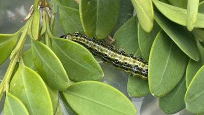 Artvin’deki şimşir ağaçlarını ciddi şekilde etkileyen şimşir güvesine karşı biyolojik