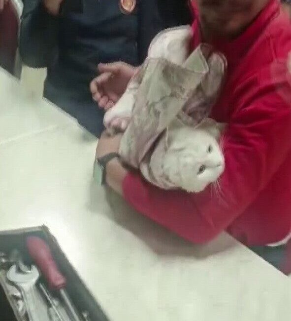 Adıyaman ilinde, bir kedinin lavabonun giderine sıkıştığı olayda, itfaiye ekipleri