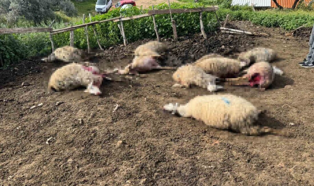 Çine ilçesine bağlı Hallaçlar Mahallesi’nde meydana gelen kurt saldırısı, mahalle