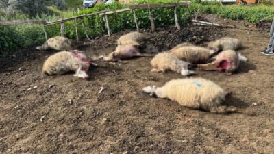 Çine ilçesine bağlı Hallaçlar Mahallesi’nde meydana gelen kurt saldırısı, mahalle