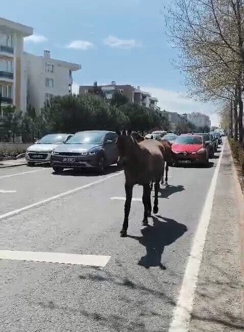 Süleymanpaşa ilçesindeki başıboş atlar şehir trafiğini olumsuz etkileyerek sürücülere zor