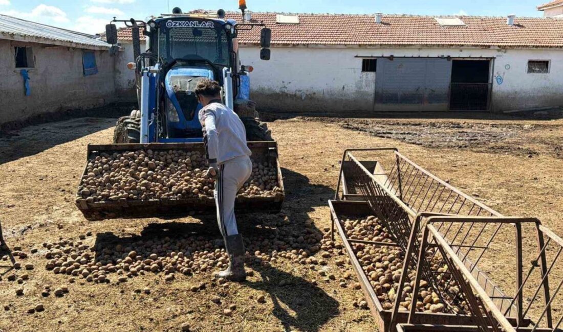 Yozgat’ın Boğazlıyan ilçesinde hayvancılık yapan Özgür Özkan, 200 büyükbaş ve
