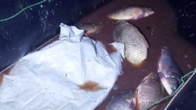 Seben ilçesindeki Seben Göleti’ne yasadışı ağlarla atılanlar tarafından yakalanan ve