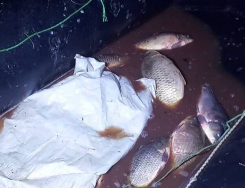 Seben ilçesindeki Seben Göleti’ne yasadışı ağlarla atılanlar tarafından yakalanan ve