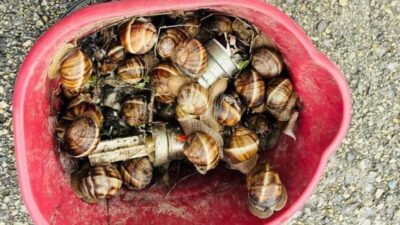 Bolu’da, 3 Nisan tarihinde Yeniçağa ilçesine bağlı Akıncılar köyünde gerçekleşen