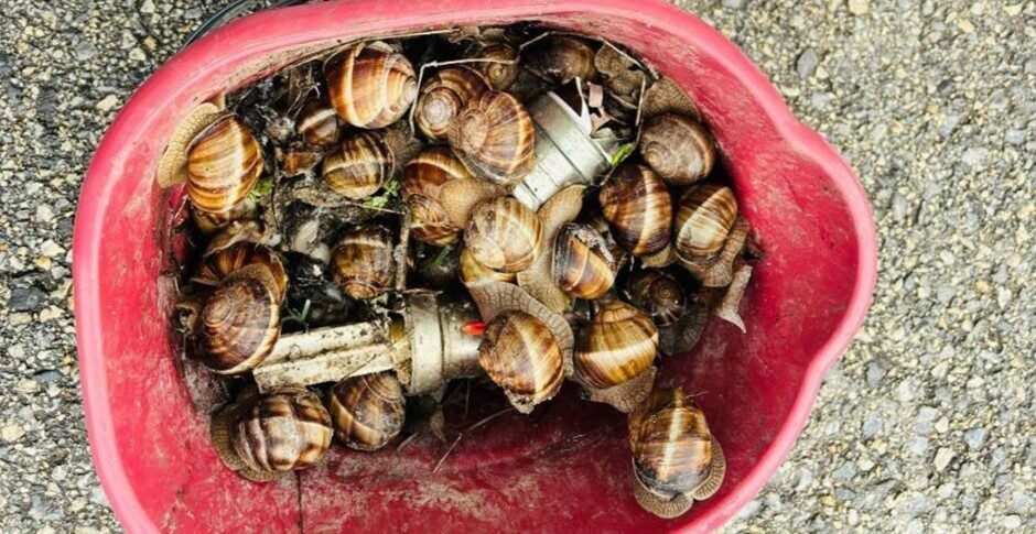 Bolu’da, 3 Nisan tarihinde Yeniçağa ilçesine bağlı Akıncılar köyünde gerçekleşen