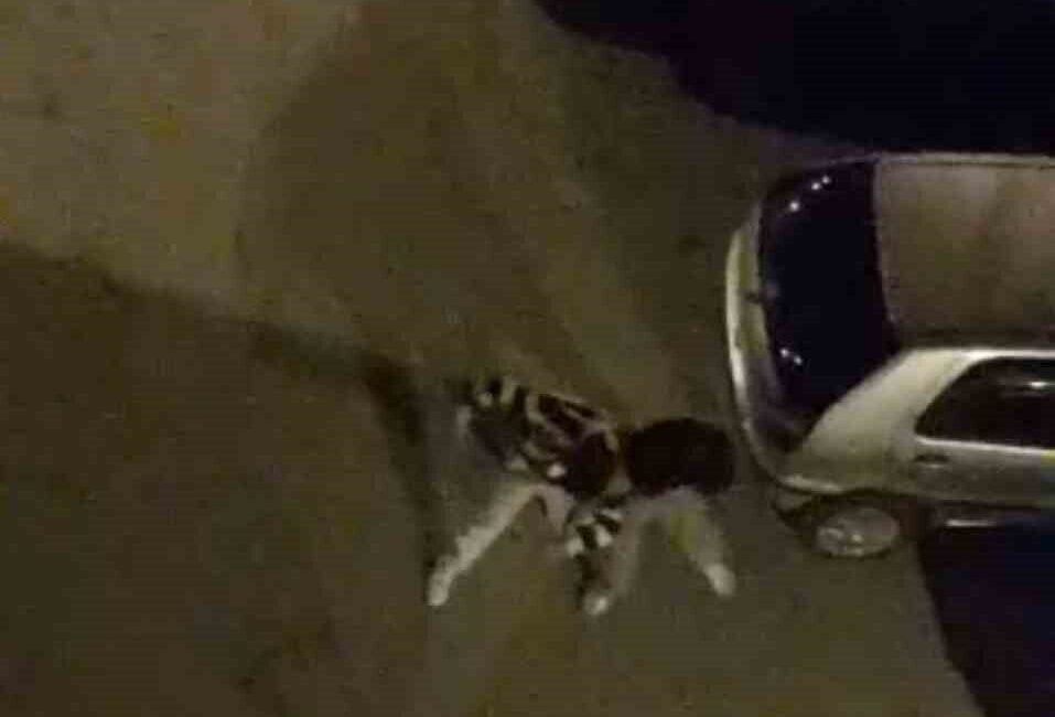 Bursa’da, yabancı uyruklu iki kişi arasında sokak ortasında meydana gelen