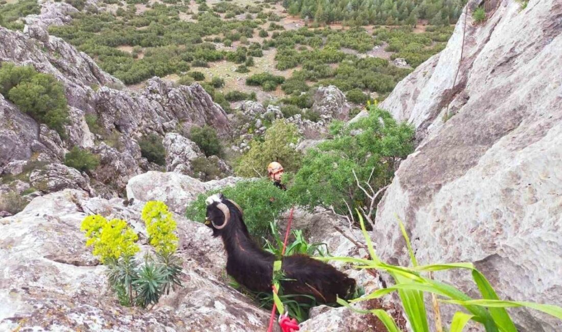 Çeltikçi ilçesine bağlı bir dağlık alanda mahsur kalan bir keçi,
