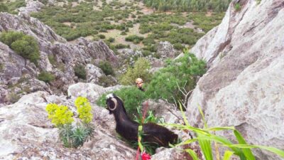 Çeltikçi ilçesine bağlı bir dağlık alanda mahsur kalan bir keçi,