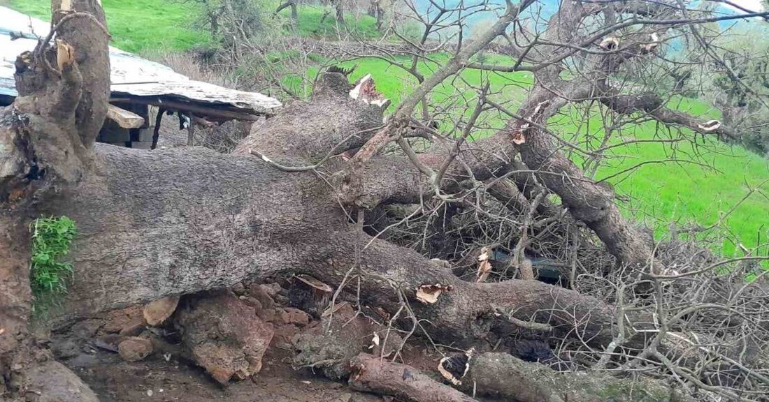 Hakkari’nin Derecik ilçesindeki Gelişen köyü Suçıktı mezrasında meydana gelen olayda,