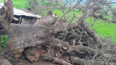 Hakkari’nin Derecik ilçesindeki Gelişen köyü Suçıktı mezrasında meydana gelen olayda,