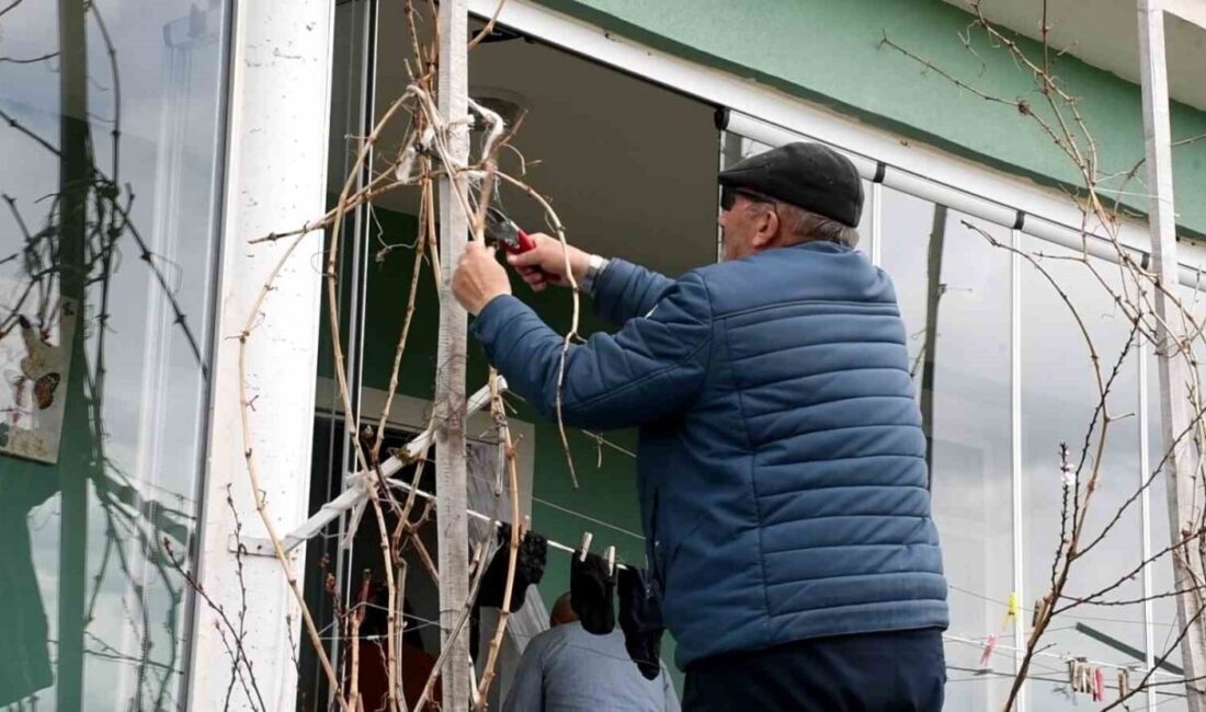 Yozgat’ta geçen yıl meydana gelen don olayı üzüm bağlarını da