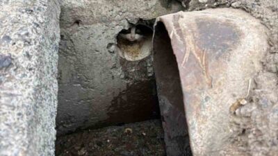 İskenderun’un Hatay ilçesinde, Gültepe Mahallesi’nde bir rögar borusuna düşen yavru