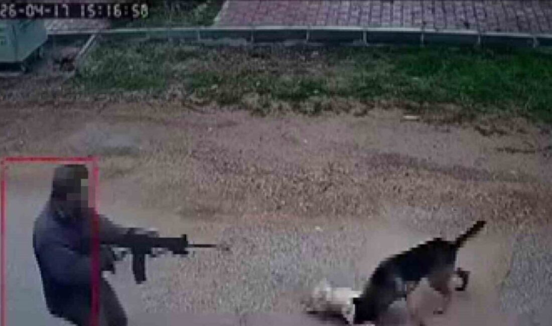 Antalya’nın Kepez ilçesinde yaşanan olayda, sokak köpekleri arasında çıkan kavgaya