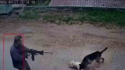 Antalya’nın Kepez ilçesinde yaşanan olayda, sokak köpekleri arasında çıkan kavgaya