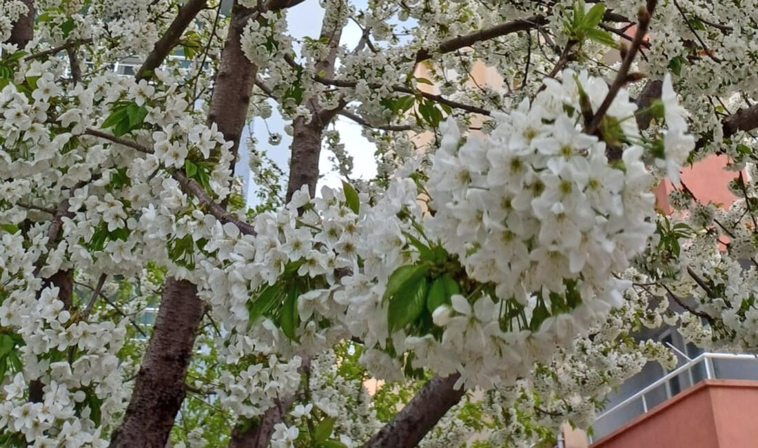 Yozgat’ın Yerköy ilçesinde havaların ısınmasıyla birlikte doğa uyandı. İlçenin bereketli