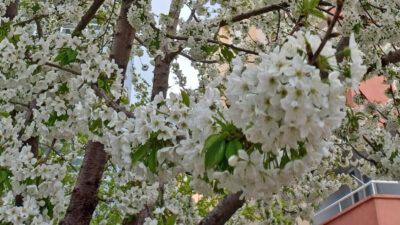 Yozgat’ın Yerköy ilçesinde havaların ısınmasıyla birlikte doğa uyandı. İlçenin bereketli