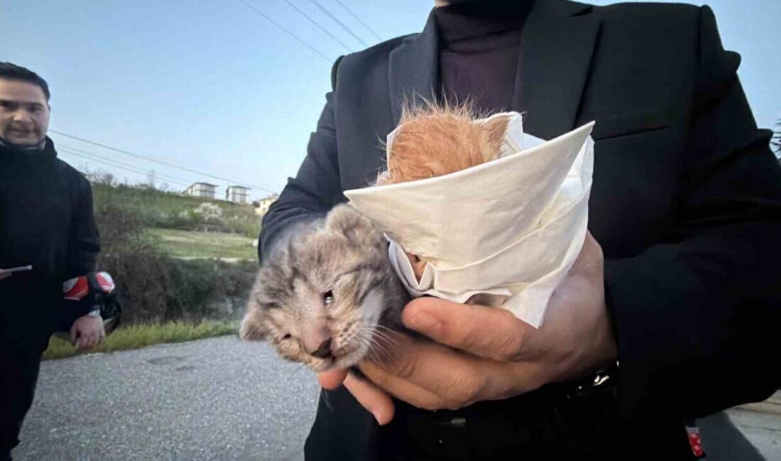 Düzce’de bir kanala düşen iki yavru kedinin, çevrede bulunan küçük