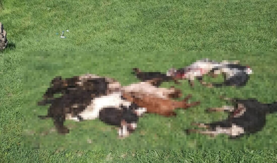 Kütahya’nın Emet ilçesine bağlı Göncek köyünde meydana gelen olayda, kurtların