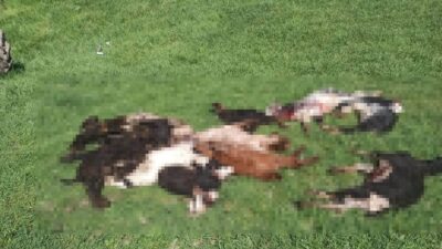 Kütahya’nın Emet ilçesine bağlı Göncek köyünde meydana gelen olayda, kurtların