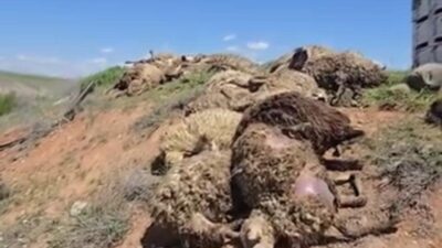 Malatya’da meydana gelen trafik kazasında, küçükbaş hayvan taşıyan bir tır