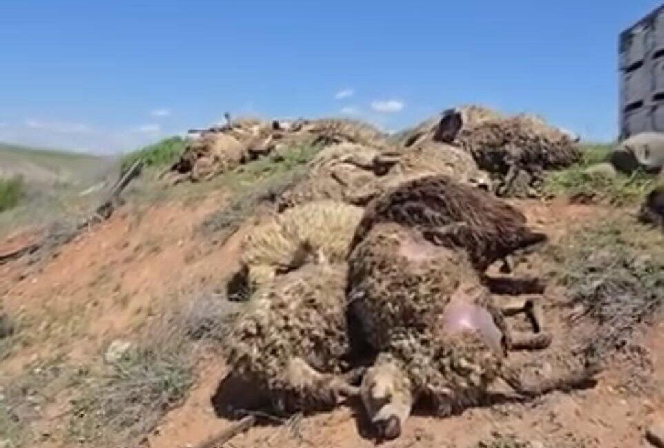Malatya’da meydana gelen trafik kazasında, küçükbaş hayvan taşıyan bir tır