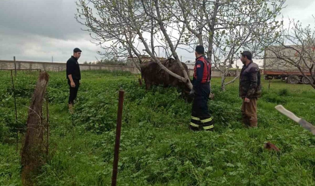 Mardin’in Artuklu ilçesinde, Çatak Mahallesi’nde bir inek kuyuya düştü. İneği