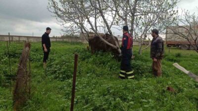 Mardin’in Artuklu ilçesinde, Çatak Mahallesi’nde bir inek kuyuya düştü. İneği