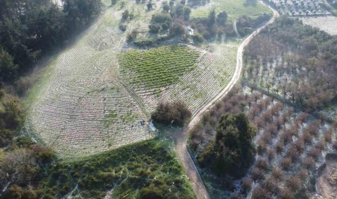 Mersin’in Erdemli ilçesinde bulunan bazı mahallelerde 300 rakımın üzerinde meydana