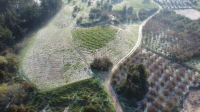 Mersin’in Erdemli ilçesinde bulunan bazı mahallelerde 300 rakımın üzerinde meydana