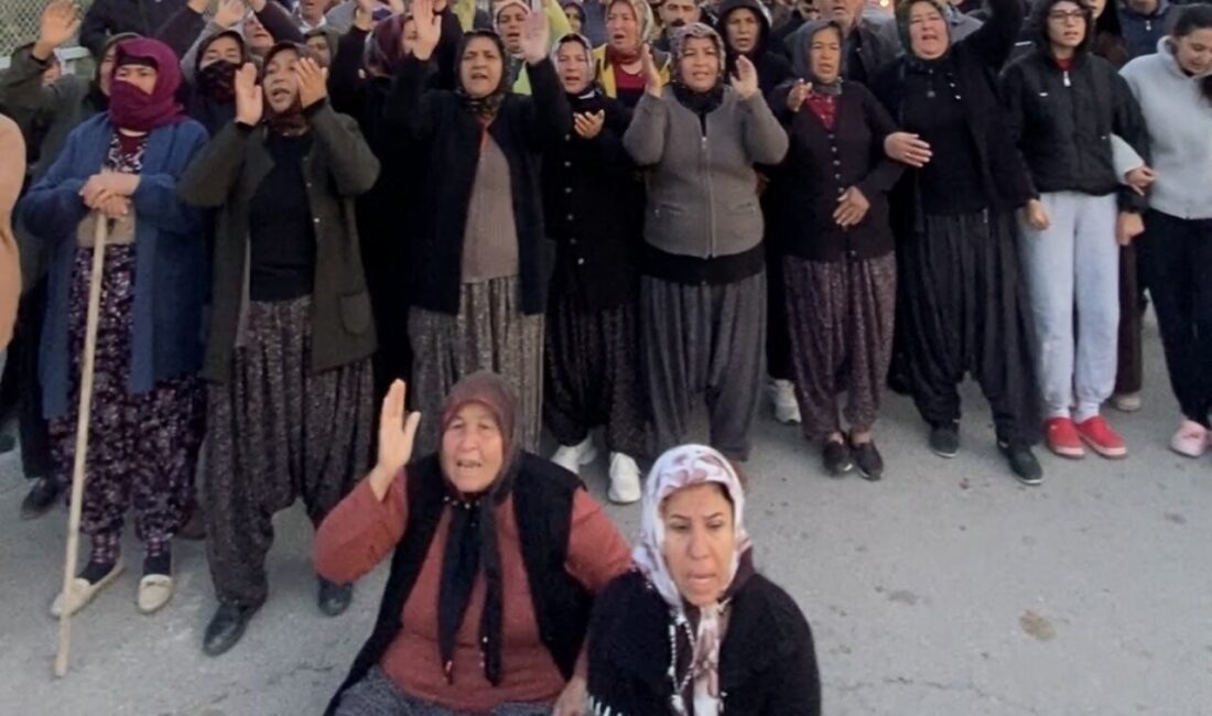 Mersin’in Mezitli ilçesinde, Anayurt Mahallesi’nde, ormanlık alana dönüştürülen narenciye bahçelerinin