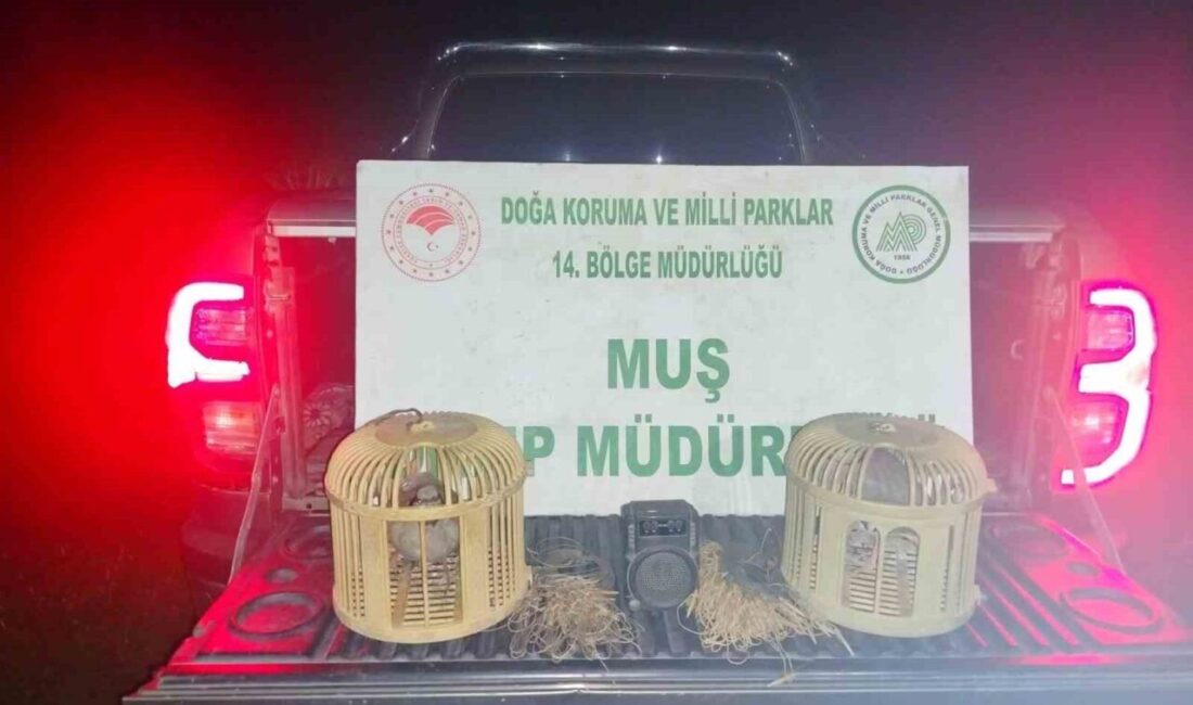 Muş’un Karlıdere köyünde, canlı mühre ve tuzaklar kullanarak keklik avlayan