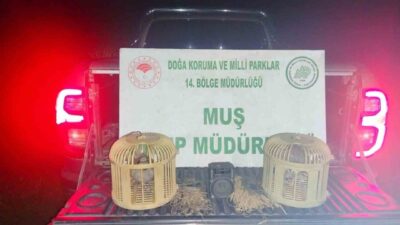 Muş’un Karlıdere köyünde, canlı mühre ve tuzaklar kullanarak keklik avlayan