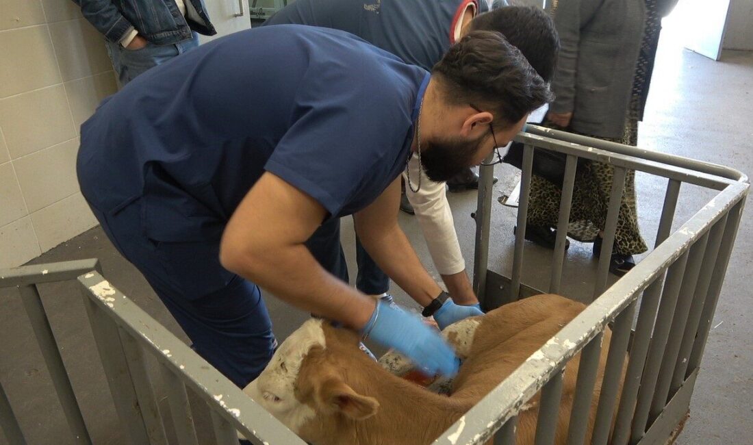 OMÜ Hayvan Hastanesi, Samsun’da 2025 yılı boyunca 30 bini aşkın