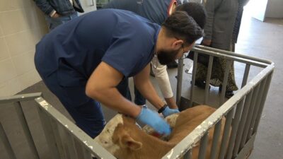 OMÜ Hayvan Hastanesi, Samsun’da 2025 yılı boyunca 30 bini aşkın