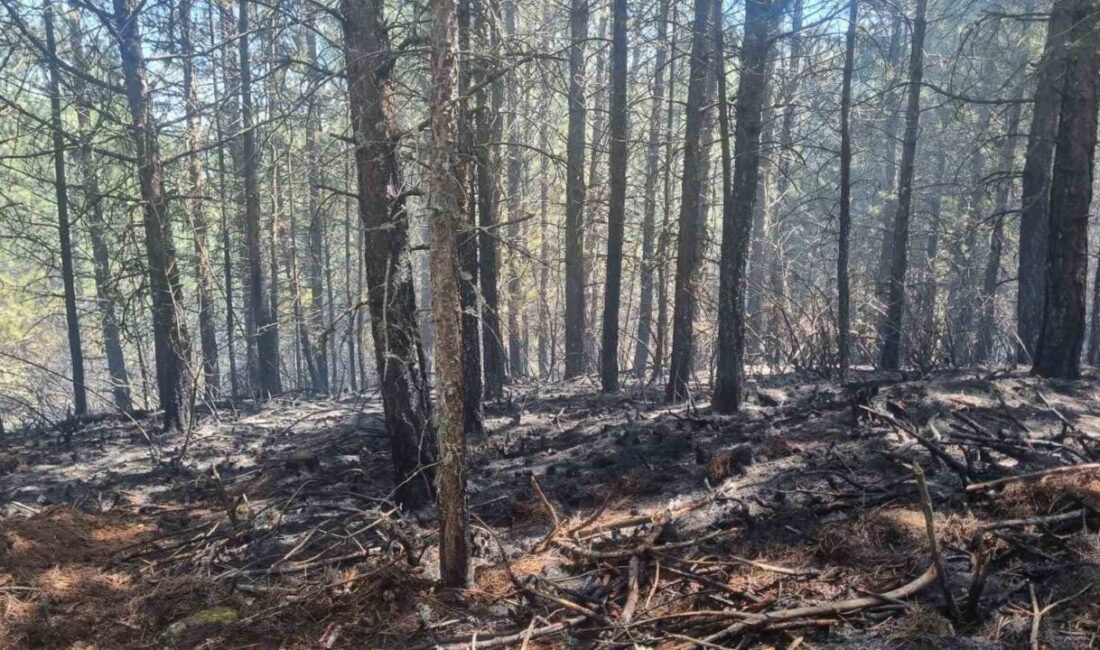 Aydın’da bulunan orman yangını, ekiplerin hızlı ve kararlı müdahalesi sayesinde