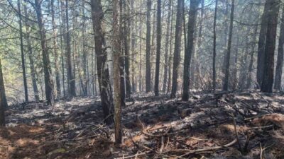 Aydın’da bulunan orman yangını, ekiplerin hızlı ve kararlı müdahalesi sayesinde