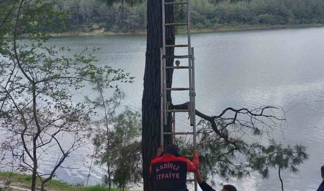 Kadirli ilçesinde bir ağaca sıkışan karga, itfaiye ekipleri tarafından kurtarılarak