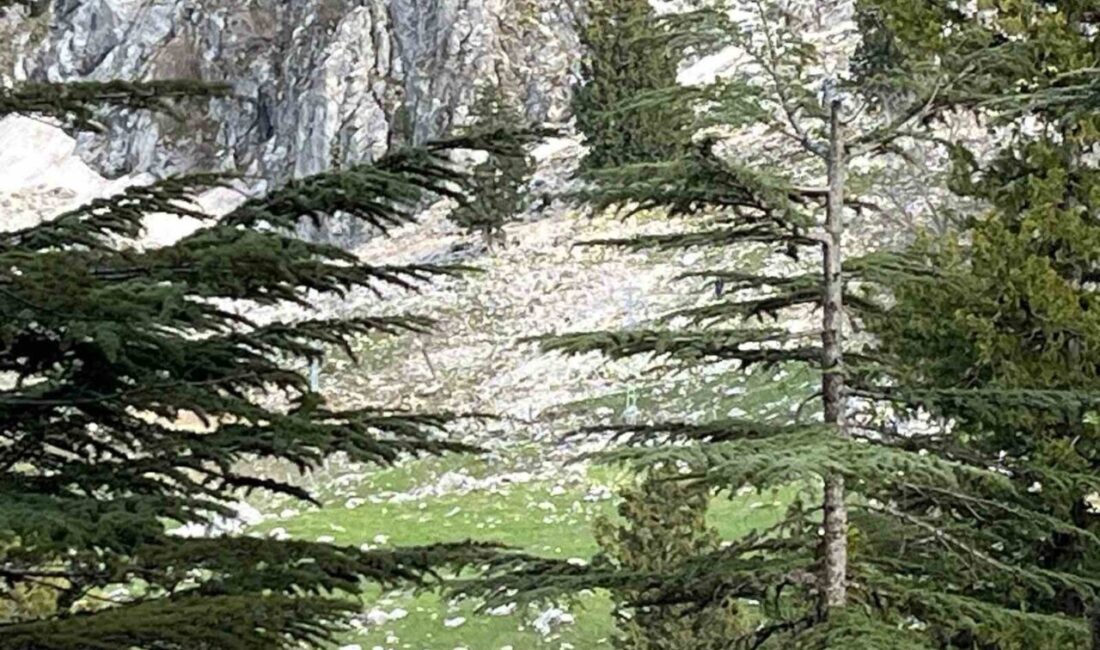 Kadirli ilçesine bağlı Kösepınarı köyü Çelten Yaylası mevkiinde bir kişinin