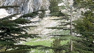 Kadirli ilçesine bağlı Kösepınarı köyü Çelten Yaylası mevkiinde bir kişinin