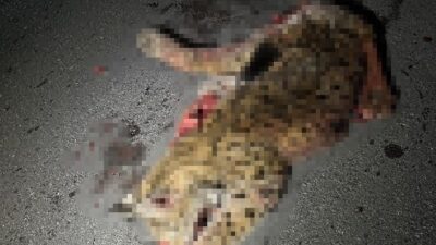 Burdur’da koruma altındaki vaşağı öldüren aracın olay yerinde inceleme yapıldı.