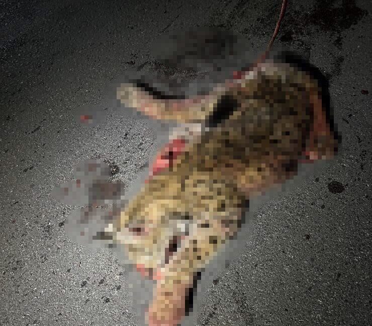 Burdur’da koruma altındaki vaşağı öldüren aracın olay yerinde inceleme yapıldı.