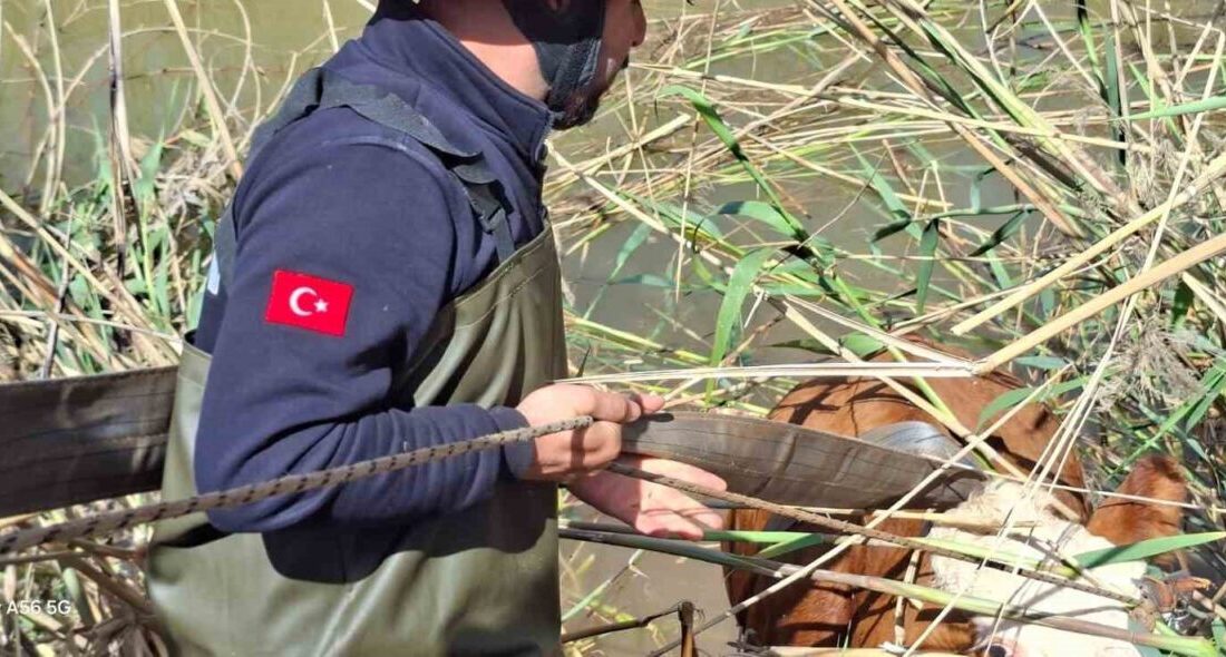 Şanlıurfa’nın Akçakale ilçesinde, Kırsal Şahinsoylu Mahallesi ile Kurudere Mahallesi arasında