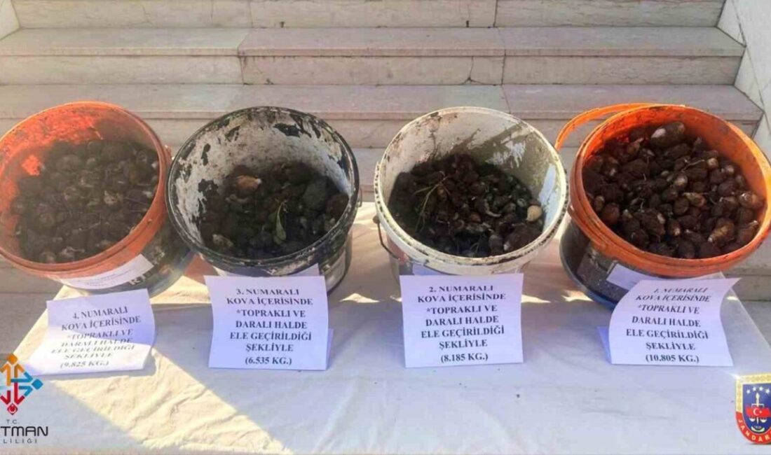 Batman’ın Sason ilçesinde 35 kilogram salep soğanı çalan 4 kişiye