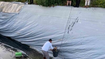 Sultanhisar ilçesindeki bir çilek sulama havuzuna düşen 5 yavru köpek,