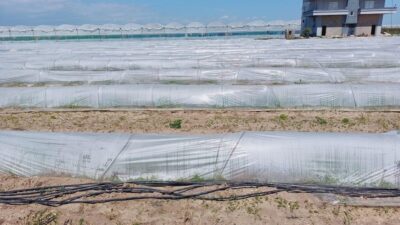 Tarım ve Orman Bakanlığı, Mersin’in Tarsus ilçesinde bir çiftçinin kıvırcık