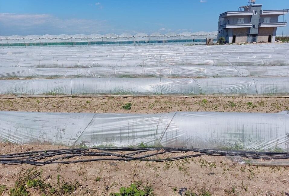Tarım ve Orman Bakanlığı, Mersin’in Tarsus ilçesinde bir çiftçinin kıvırcık