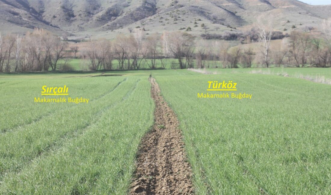 Yozgat’ta tarımsal üretimi artırmaya yönelik çalışmalar kapsamında makarnalık buğday demonstrasyonları