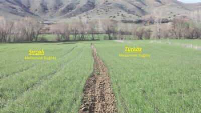 Yozgat’ta tarımsal üretimi artırmaya yönelik çalışmalar kapsamında makarnalık buğday demonstrasyonları